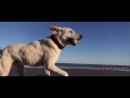 IF I COULD TALK / BEST DOG FILM / OFFICIAL VIDEO