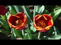 Tulips 2024
