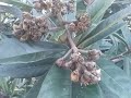 Loquat Trees Transitioning From Flower, To Fruit, To New Cover Growth....