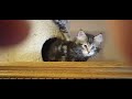 Mathilda's 10 & Hazel's 9 Week Kittens