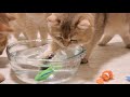 Kittens and Cats learn Сatches FISH. 🐟🐠 Too funny |Too cute