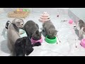 Try Not To Laugh Cats And Dogs Videos😪🐶New Funny Animals Video 2024