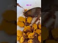 How to make chocolate covered goldfish