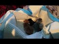 Newborn kittens. Born Monday, March 27, 2023. Queen Nugget gave birth to 4 healthy kittens.