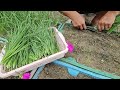This is a clean method of growing chives for your family that you may not know