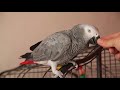 Papagáj sivý - žako rozpráva ( gray parrot talking )