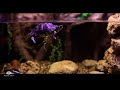 Feeding Time in a Turtle Tank | No Music | Waterflow White Noise | 10 Hour Sleep Sound | Full HD