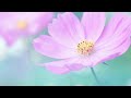 uplift spirit and improve mood with beautiful flowers compilation with happy country music