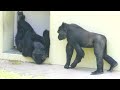 Mother gorilla is happy to be able to play with her daughter.｜Shabani Group