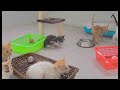 Funniest Cats and Dogs 🙀 New Funny Animals 2024 🐶🐕