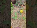 How To Plant Your Vegetables For Higher Yield