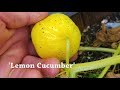 How To Grow Cucumbers Part 3 - Planting In Your Garden