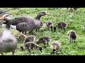 Greylag goose and family