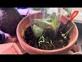 Seed planting and the hydroponic seed grower FaithsFarmLife 1424