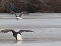 Eagles on Silver Lake - Meriden, CT.