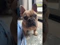 TJ The Frenchie is live