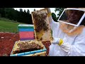 Checking Hives After Removing Snelgrove Board