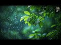 비오는 오후, 초록빛 세계의 빗소리 ASMR - 자연의 속삭임