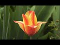 Beautiful Positive Energy Music - Happy Morning Peaceful Instrumental Music, Soothing Relaxing Music