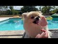 Pomeranian Dog Playing at Swimming Pool | (DOG ON VACATION)😎