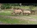 Kilimanjaro Safaris (2008 - HD version) | Africa / Disney's Animal Kingdom / Walt Disney World