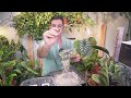 Grow alocasia from corms (bulbs) | ALOCASIA PROPAGATION