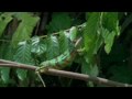 The Panther Chameleon