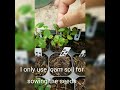 How to Grow  Euphorbia Viguieri Ankarafantsiensis