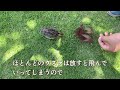 【ウズラの放鳥】ついてくるうずら/鳴き続けるウズラ/ヒナの散歩/懐く/人工孵化