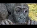 Gorilla⭐️As the baby gorilla grows, Momotaro also grows into a good father.【Momotaro family】