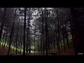 4k ASMR - [Sound of Nature 3 hours] Real Pine forest Rain Sound of Nature #Real Pineforest RainSound