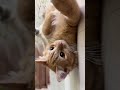 Tom 🐈 #cat #cute #persiancat #catlover #kitten #fighting
