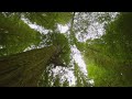 4K HDR Virtual Walk in Redwoods - Highest Trees & Forest Sounds - Hiking Grove of Titans Trail - #2