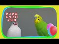 文鳥と遊びたいセキセイインコ