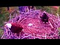 Eaglet’s parents fight for surf and turf.
