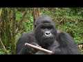 Mountain Gorilla Feasting on Bamboo