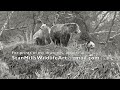Real life grizzly encounter caught on video. Yellowstone National Park