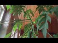 Pineapples and Papayas at Eagles' Nest.  Indoor Grown in pots.  September 26, 2013