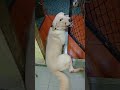 The Belgian Labrador  GANS 🐕🐕 #subscribe #viral #dog