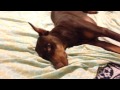 Spoiled Doberman Temper Tantrum