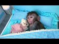 Sharing is Caring Song | Nursery Rhymes & Kids Songs | Bon Bon Monkey Kids Songs & Baby Songs