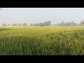Nature ✨ wheat fields