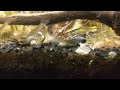 Tiger Endlers Feeding Frenzy