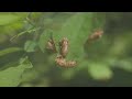 Cicada Invasion: The Underground Emergence @DocEdInsights