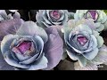 How to Grow Cabbage from Seed in Containers & Grow Bags - From Seed to Harvest | Red & Green Cabbage