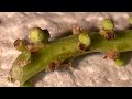 HOW TO SET UP SMALL BUTTERFLIES TO LAY EGGS   AMETHYST HAIRSTREAK