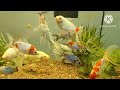 How to Successfully Overwinter Shubunkin Goldfish | Goldfish Care | Sharing 50 Years Experience