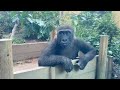 Son gorilla makes too much noise. Dad is on the verge of resentment.｜Momotaro family