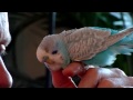 Under my thumb...the budgie who won't let me put him down