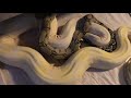 Episode 164 Boa breeding update 11/1/20